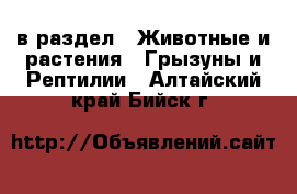  в раздел : Животные и растения » Грызуны и Рептилии . Алтайский край,Бийск г.